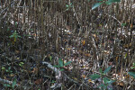Mangrove Pneumatophores at West Lake of Everglades National Park