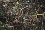 Mangrove Prop Roots and Pneumatophores