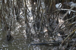 Mangrove Prop Roots Growing in Muddy Saltwater