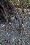 Mangrove Prop Roots Growing in Rocks