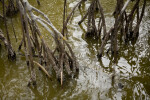 Mangrove Roots