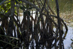 Mangrove Roots