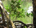 Mangrove Roots