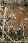 Mangrove Roots