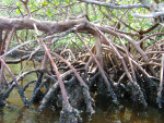 Mangrove Roots