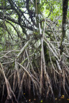 Mangrove Roots at Halfway Creek in Everglades National Park
