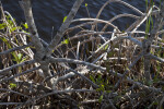 Mangrove Roots at the Big Cypress National Preserve