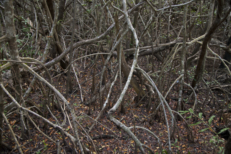 Mangrove Roots at West Lake of Everglades National Park