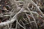 Mangrove Roots Close-Up