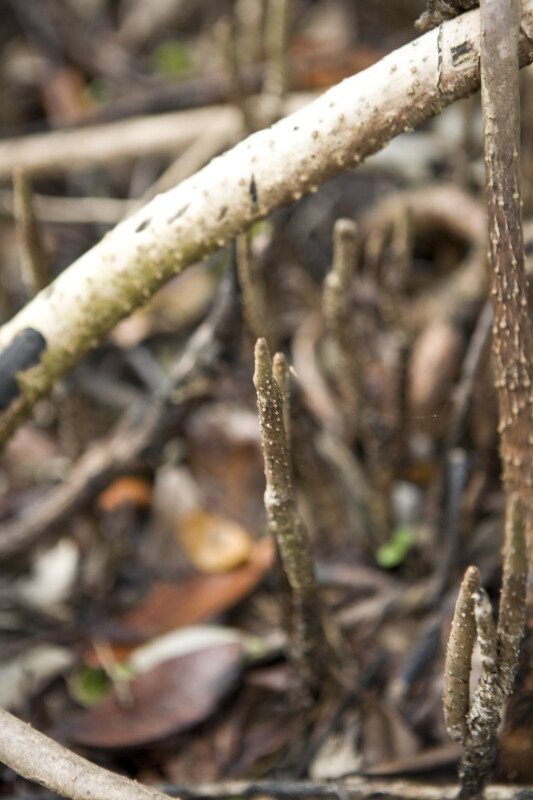 Mangrove Roots Detail