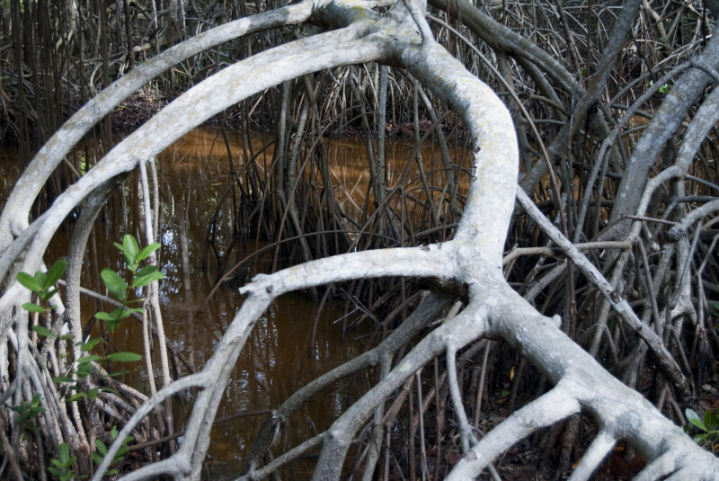 Mangrove Roots in Water