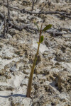 Mangrove Shoot Growing at Biscayne National Park