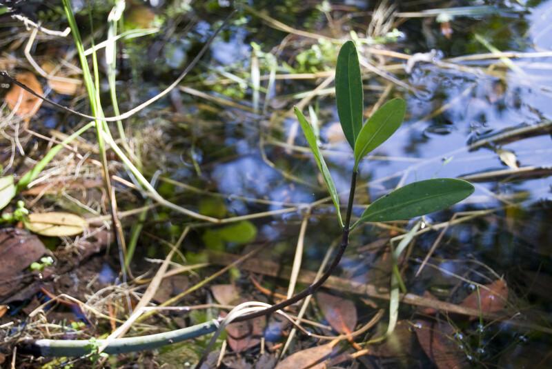Mangrove Sprouting
