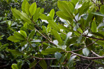 Mangrove Tree Branches with Leaves