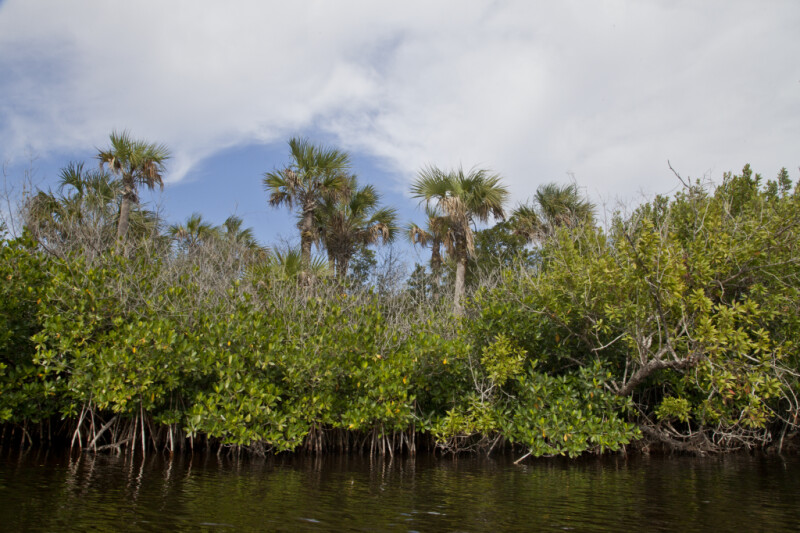 Mangrove Trees in Front of Palm Trees Along Halfway Creek in Everglades National Park