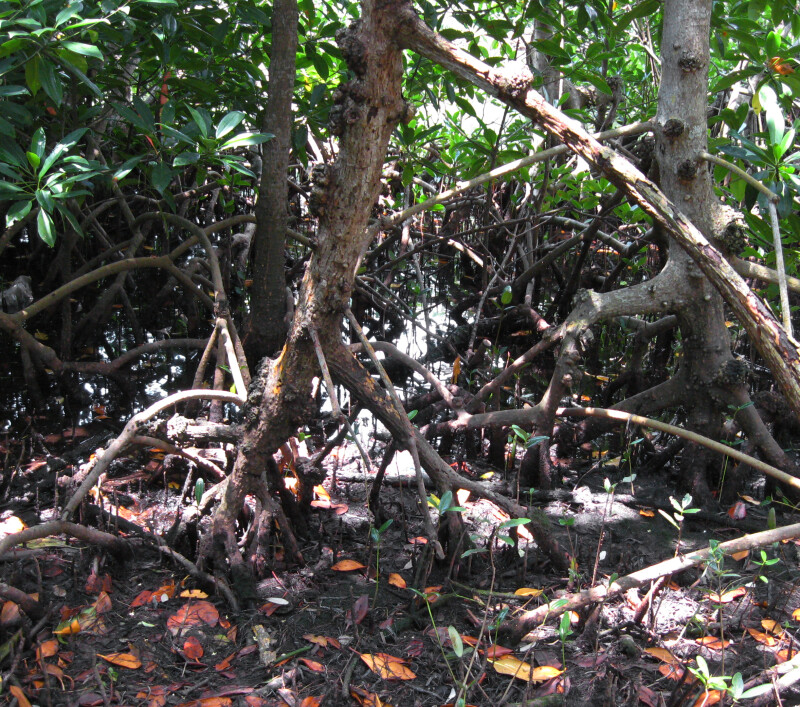 Mangrove Trunks