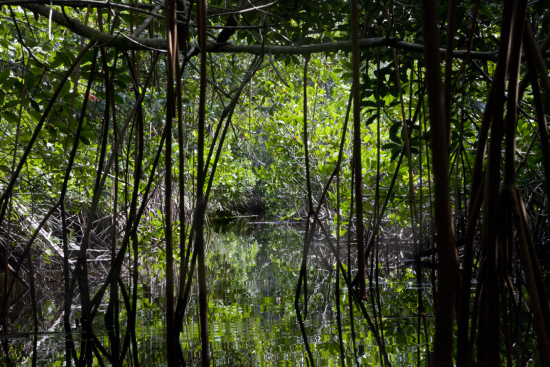 Mangrove Tunnel on Halfway Creek in Everglades National Park