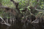 Mangrove with Giant Airplants on its Branches