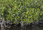 Mangrove with Green and Yellow Leaves Extending from its Branches