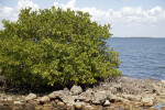 Mangrove with Prop Roots Growing Near Rocks