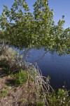 Mangrove with Roots on Land and Water