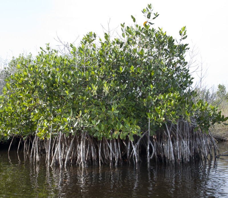 Mangrove with Roots Submerged in Water