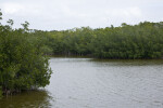 Mangroves