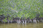 Mangroves