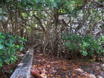 Mangroves