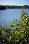 Mangroves