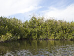 Mangroves Against the Sky