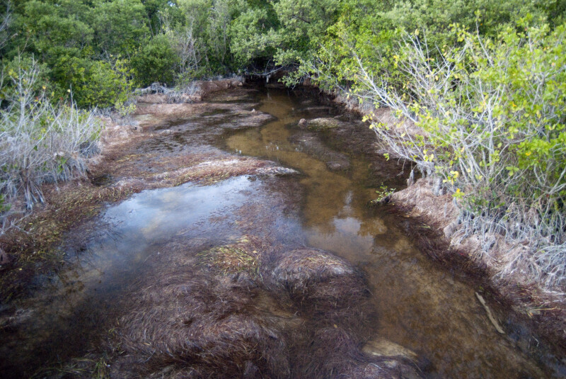 Mangroves and Creek