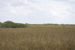 Mangroves and Sawgrass