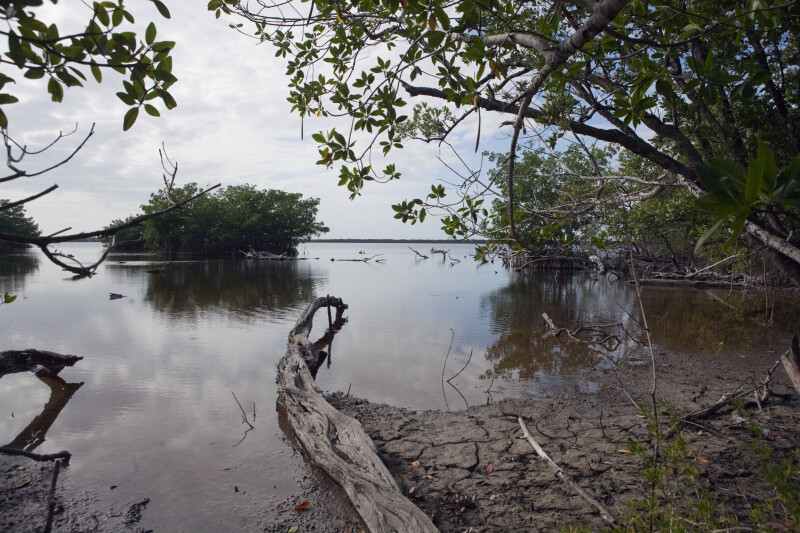 Mangroves at Bear Lake