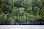 Mangroves at Buttonwood Canal