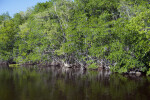 Mangroves at Buttonwood