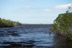 Mangroves at Coot Bay