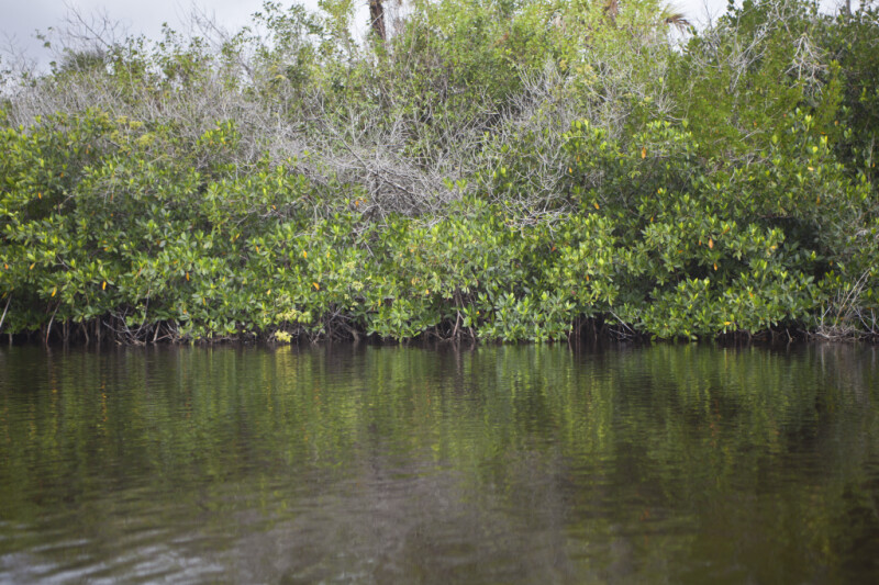 Mangroves at Halfway Creek in Everglades National Park