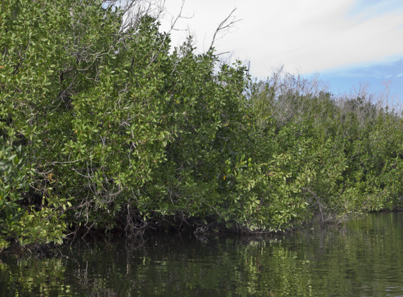 Mangroves at Halfway Creek in Everglades National Park
