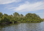 Mangroves at Halfway Creek