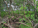 Mangroves at Mound Key