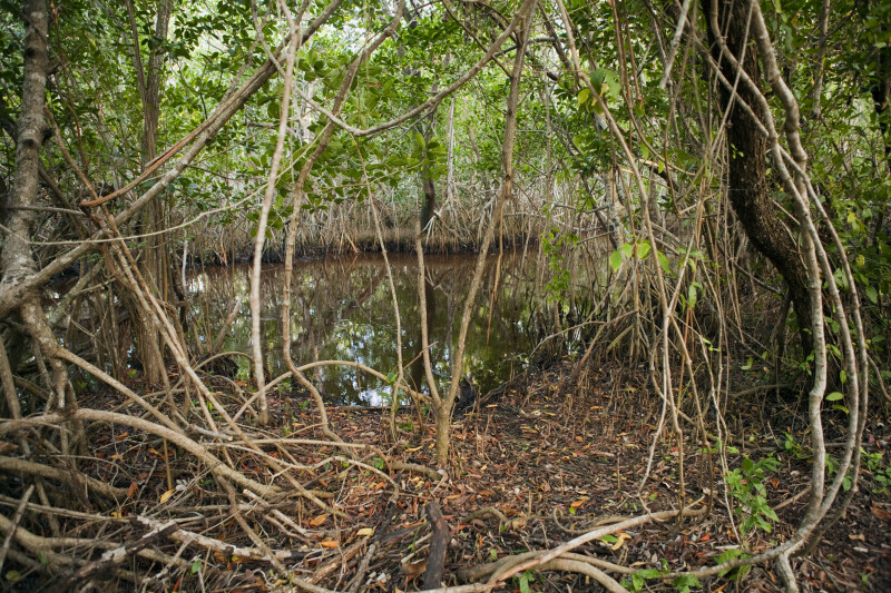 Mangroves at Snake Bight Trail