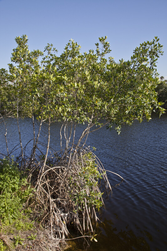 Mangroves at the Big Cypress National Preserve