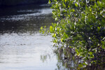 Mangroves by Water