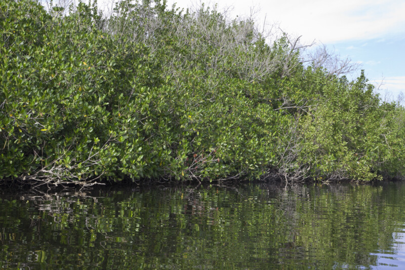 Mangroves Growing Along Halfway Creek in Everglades National Park