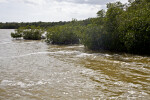 Mangroves Growing in Muddy Saltwater at West Lake of Everglades National Park