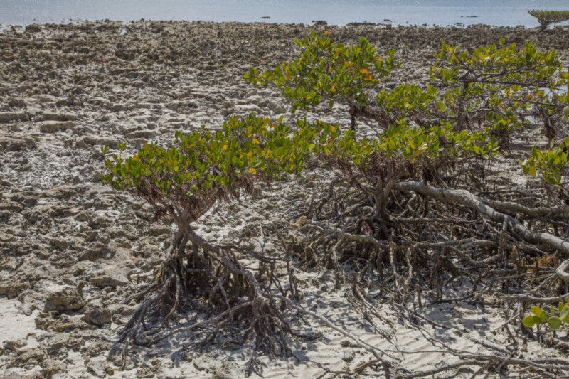 Mangroves Growing in Sand