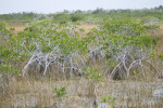 Mangroves Growing in Sawgrass