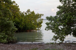 Mangroves Growing in Water and On the Shore