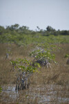 Mangroves Growing in Water